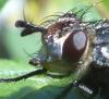 Peleteria rubescens
